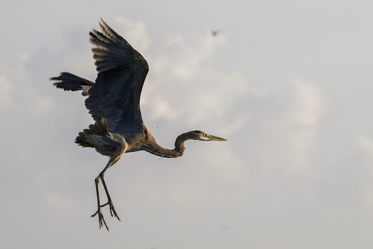 Great Blue Heron - ML641079727