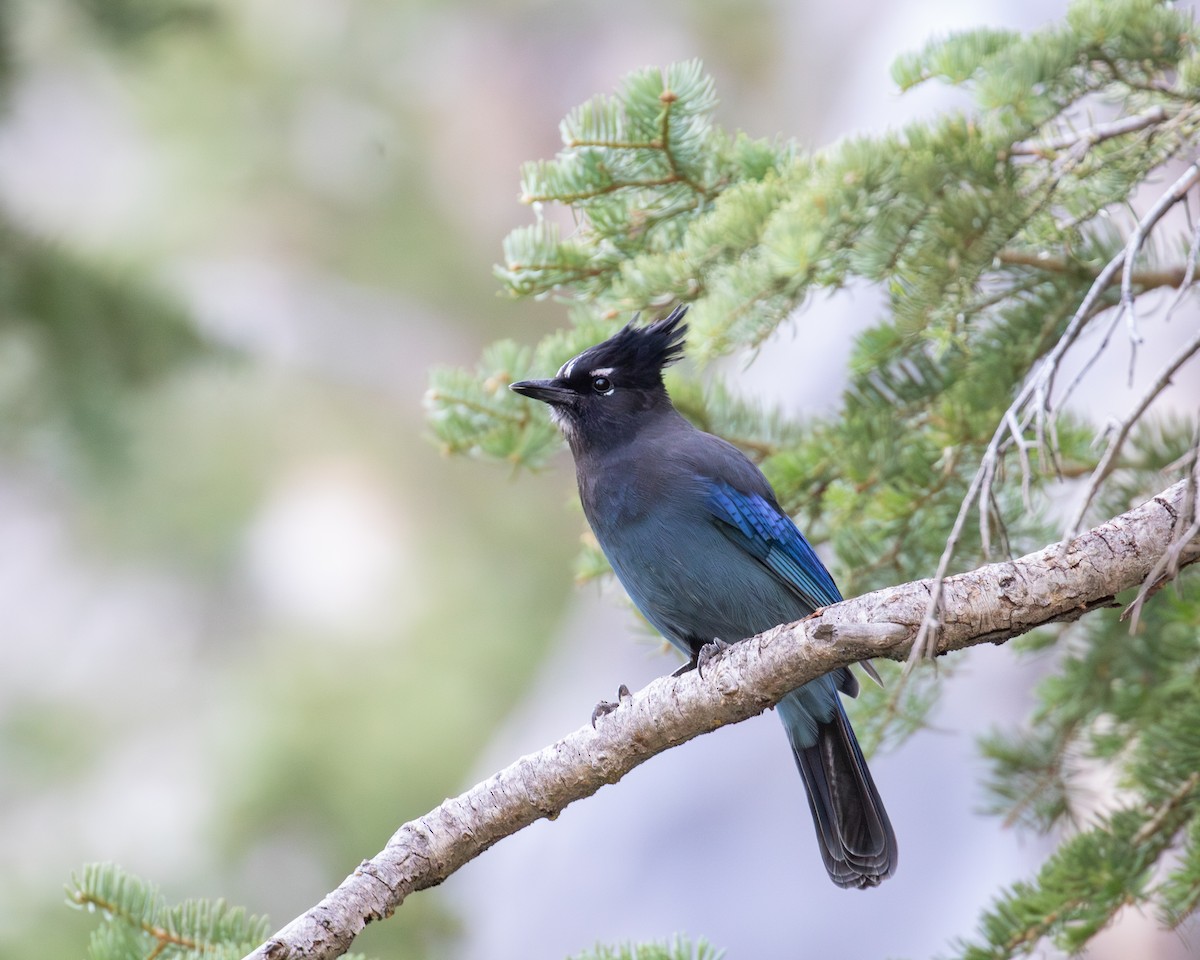 Steller's Jay - ML641079729