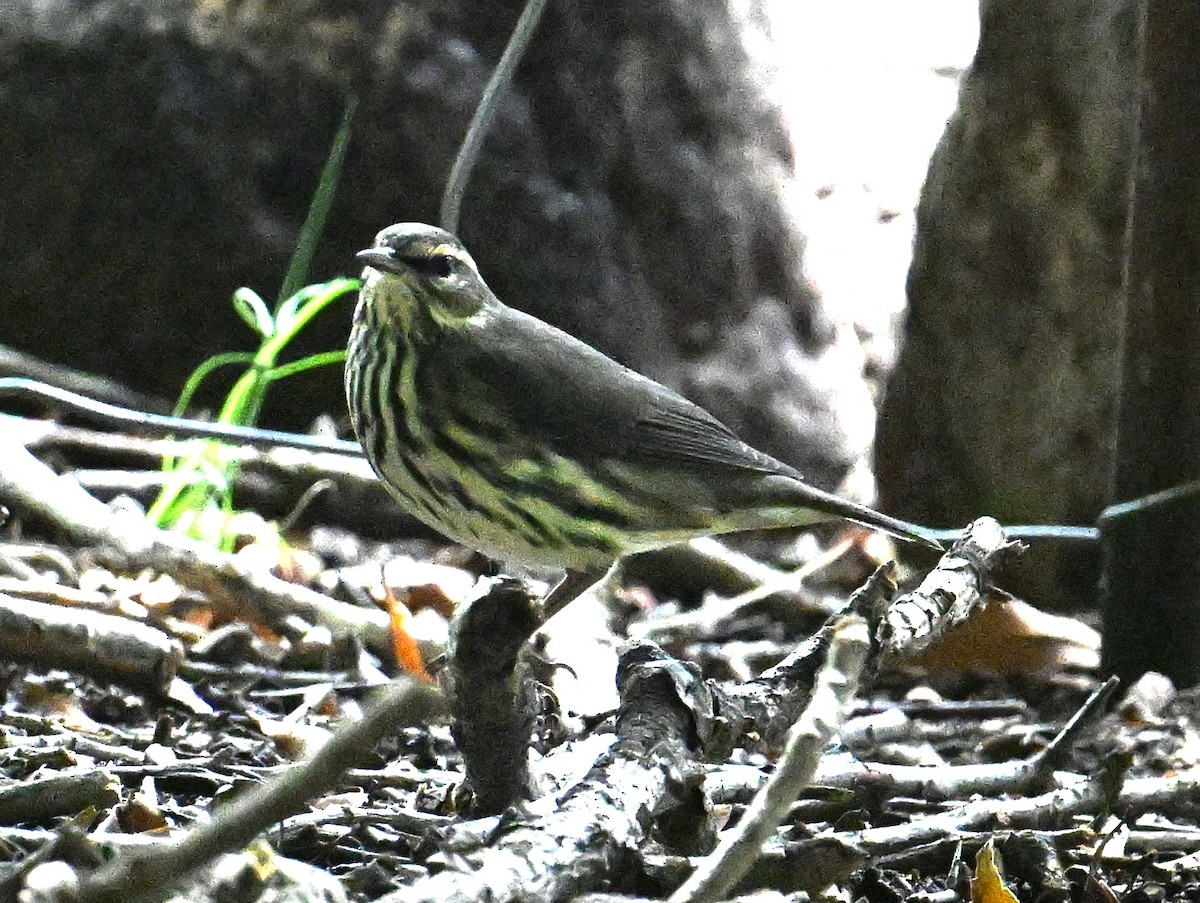 Northern Waterthrush - ML641079741