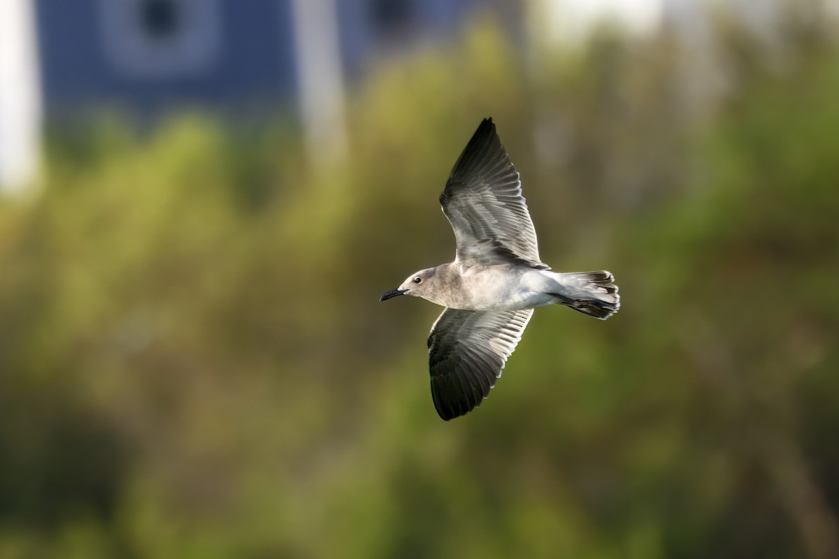 Laughing Gull - ML641079742
