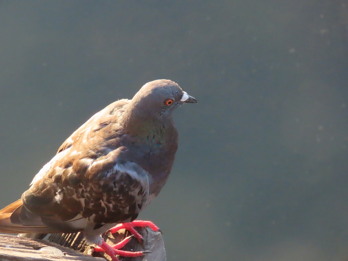 Rock Pigeon (Feral Pigeon) - ML641079749