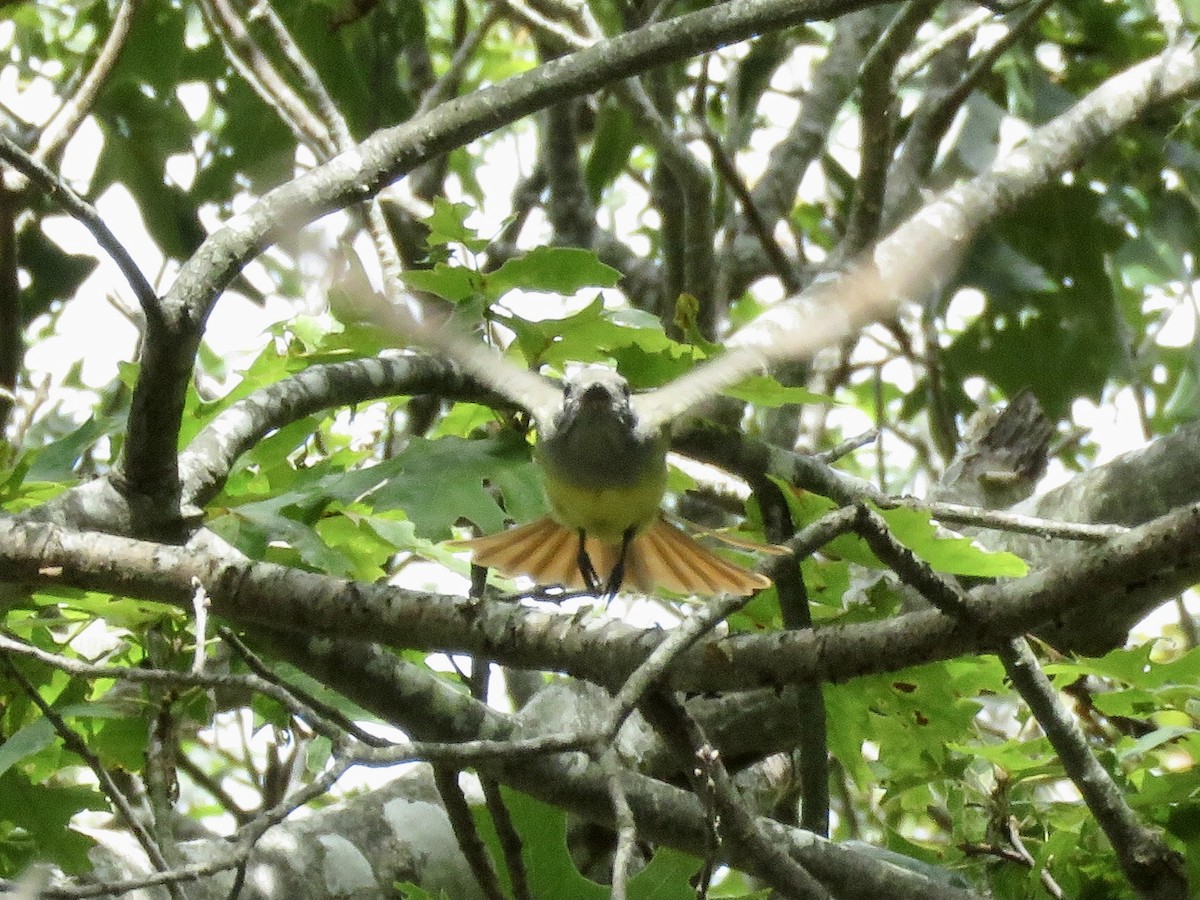 Great Crested Flycatcher - ML641079776
