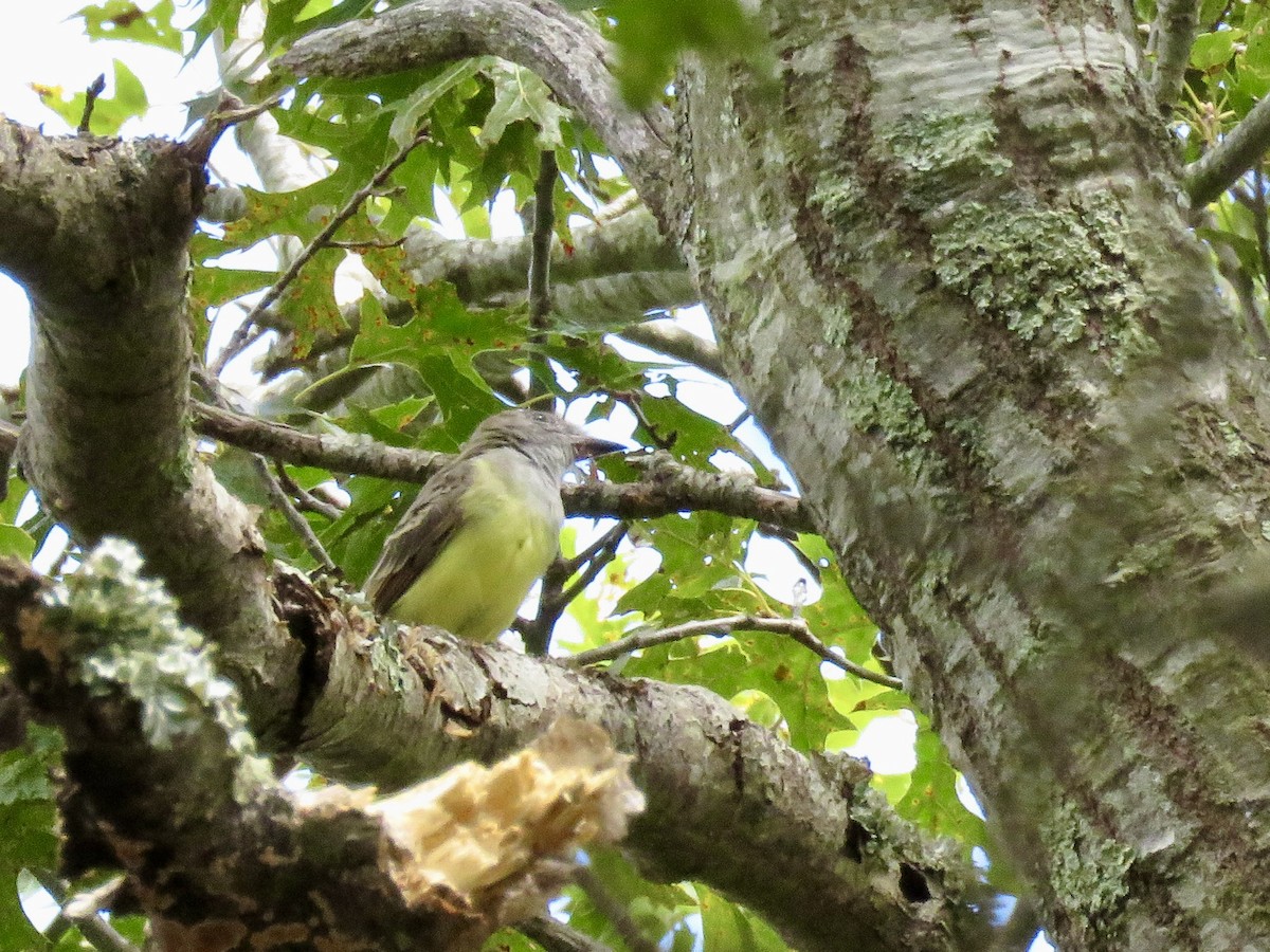 Great Crested Flycatcher - ML641079777