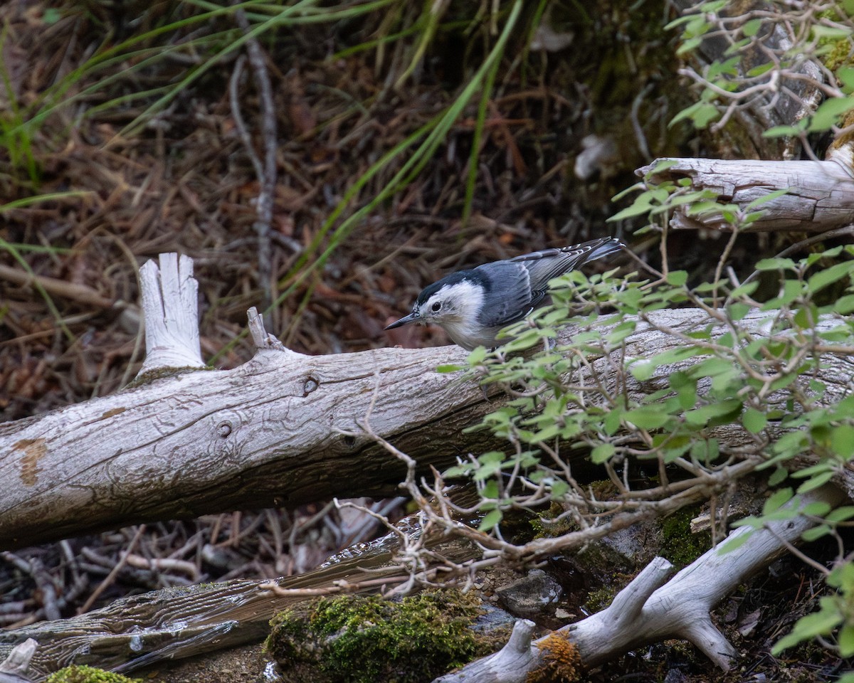 White-breasted Nuthatch - ML641079779