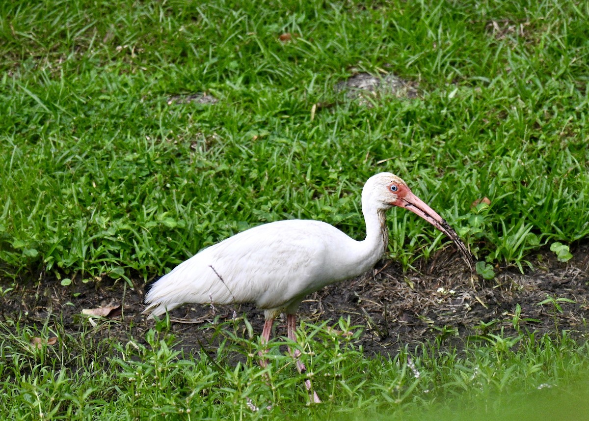 White Ibis - ML641079836