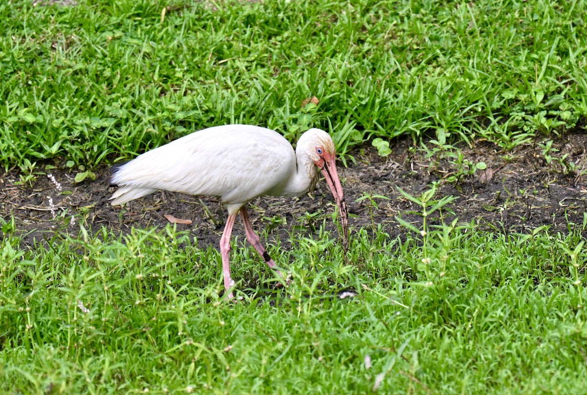 White Ibis - ML641079838