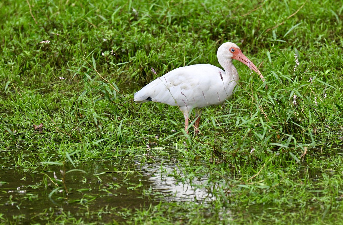 White Ibis - ML641079839