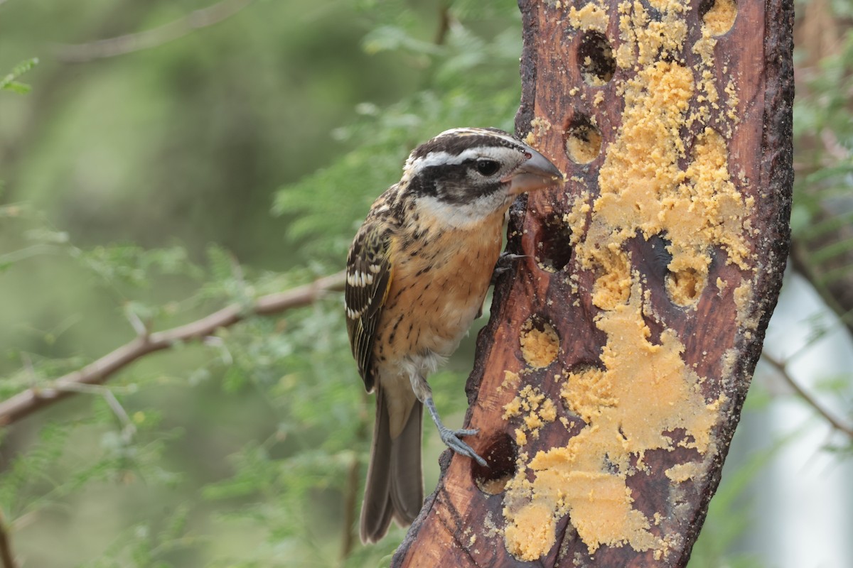 Black-headed Grosbeak - ML641079853