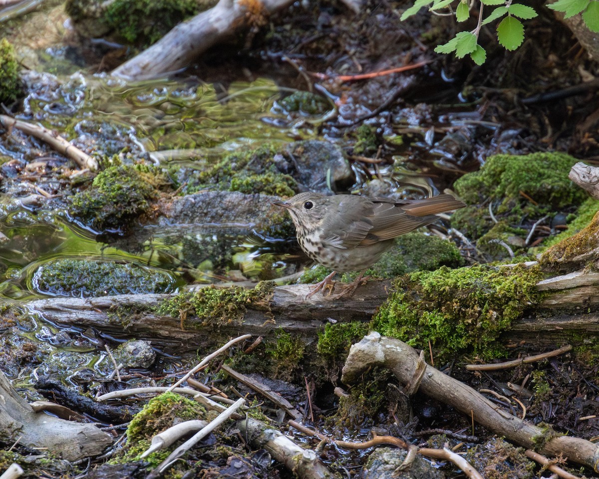 Hermit Thrush - ML641079857