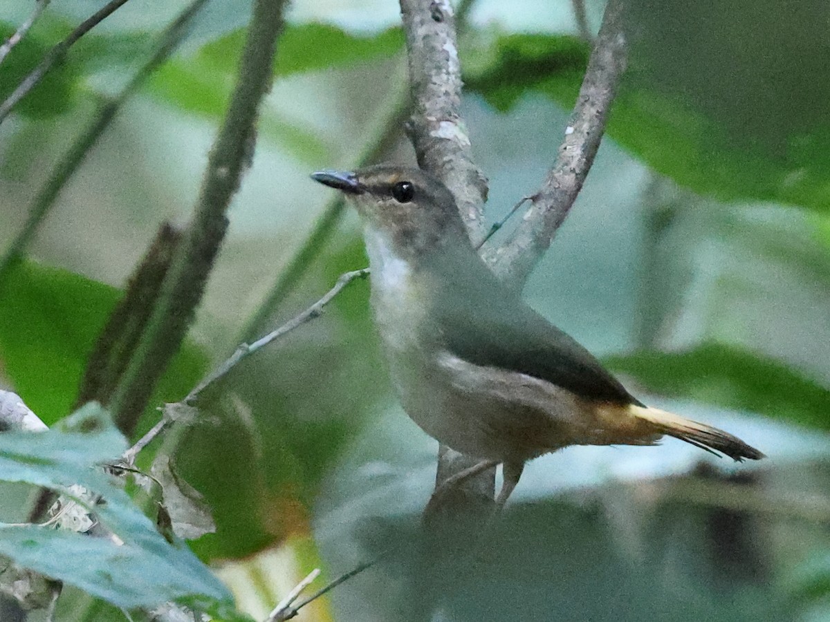Buff-rumped Warbler - ML641079895