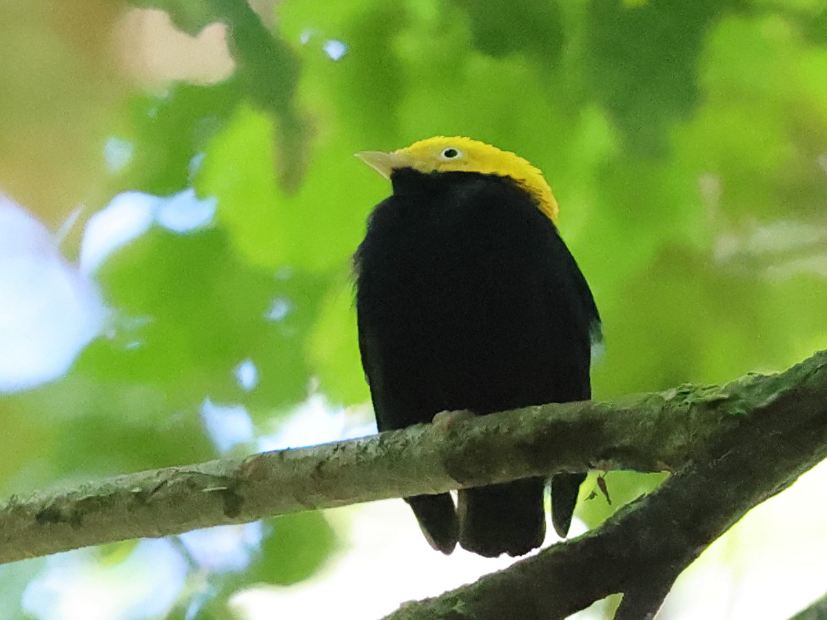 Golden-headed Manakin - ML641079906