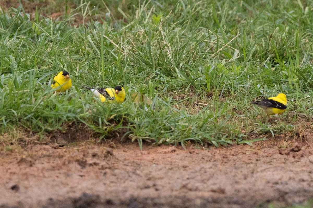 American Goldfinch - ML641079913