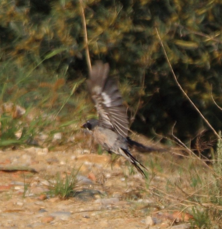 Iberienraubwürger - ML641079921