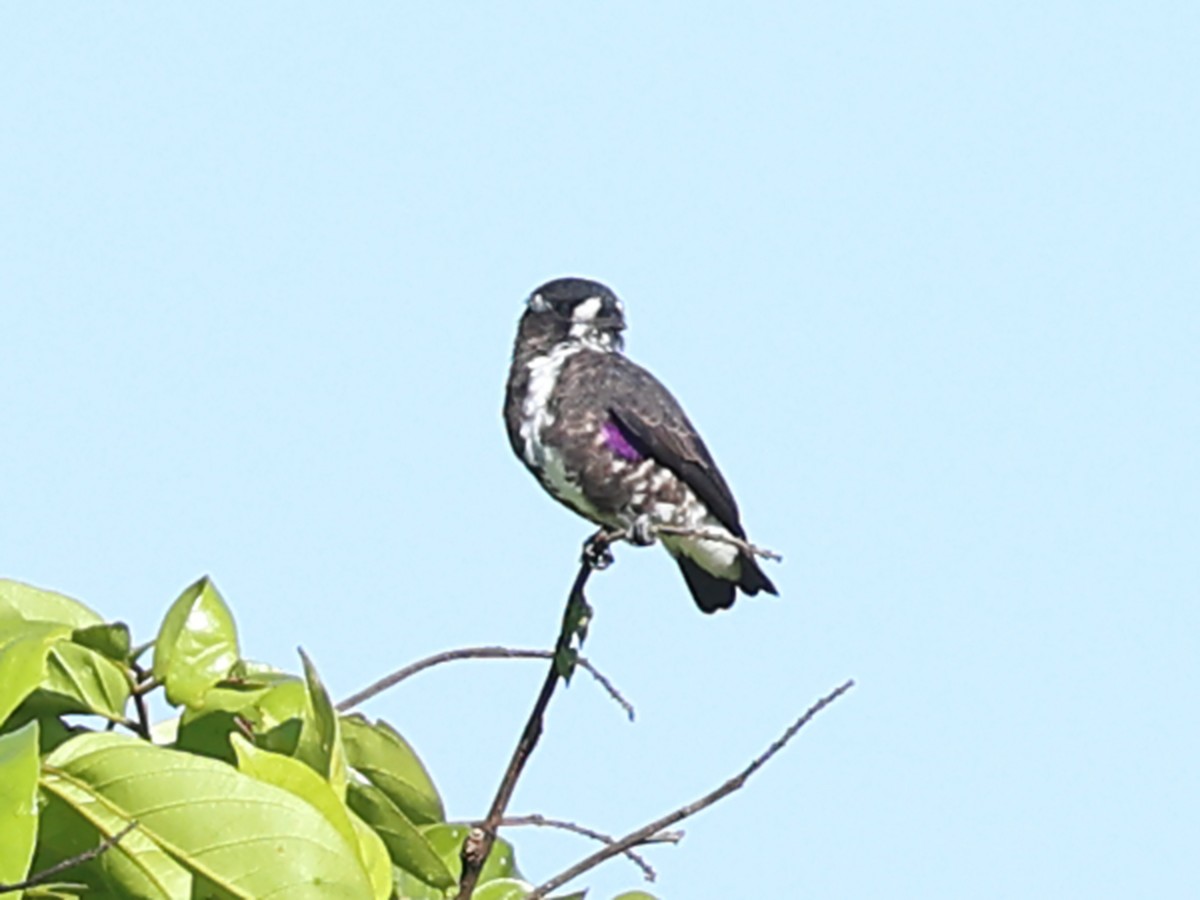 White-browed Purpletuft - ML641079944