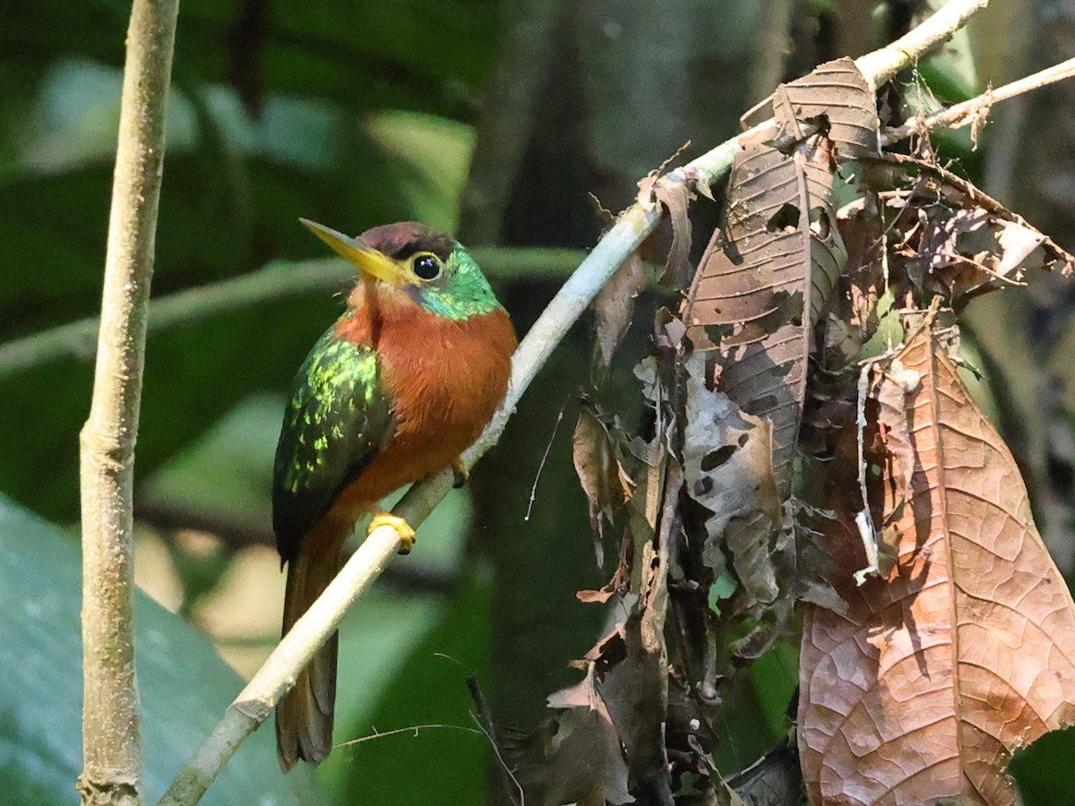 Yellow-billed Jacamar - ML641079954