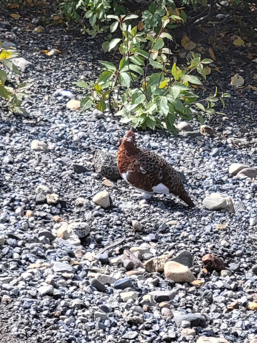 Willow Ptarmigan - ML641079956
