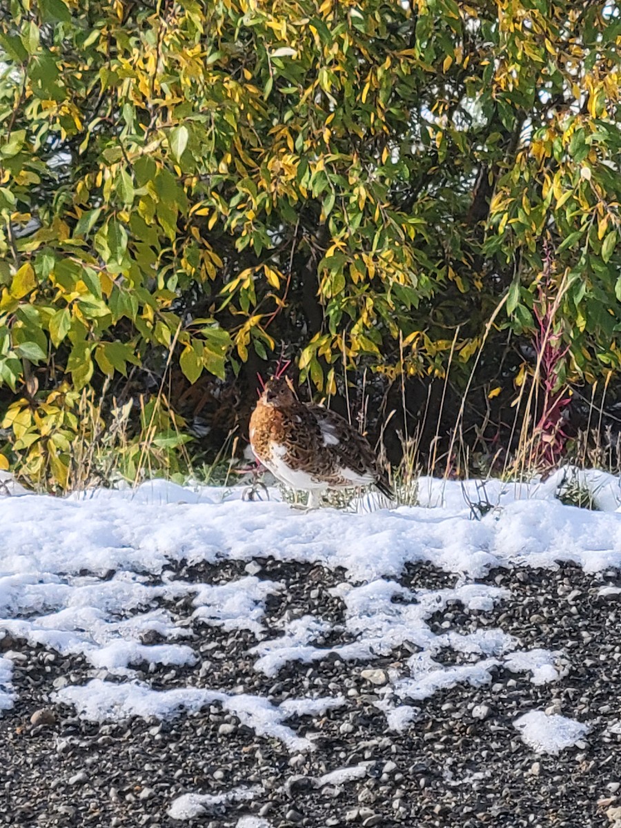 Willow Ptarmigan - ML641079957