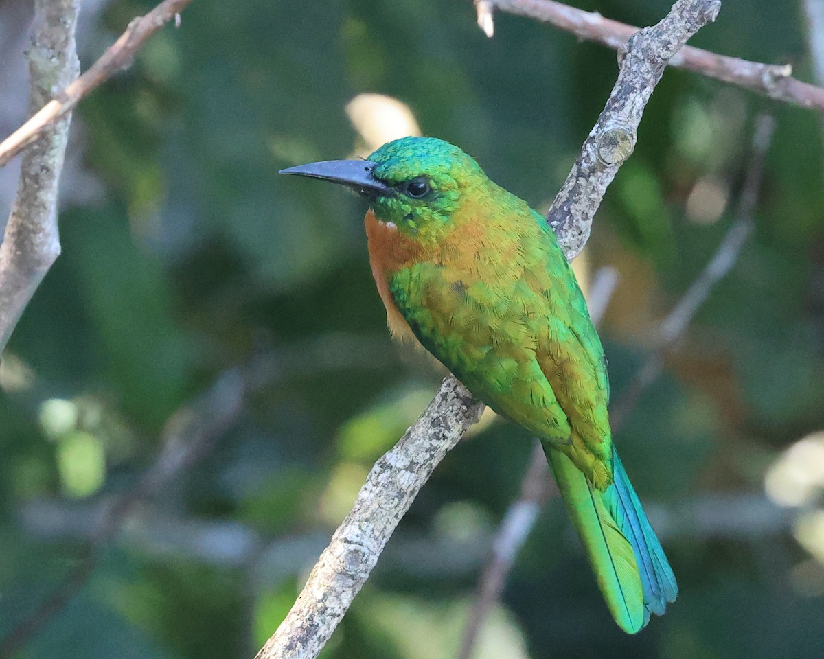 Great Jacamar - ML641079973