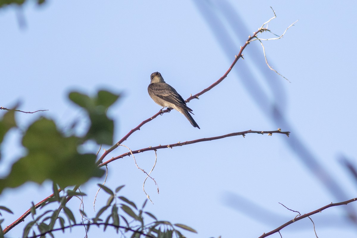 Blasskehl-Schnäppertyrann - ML641079975