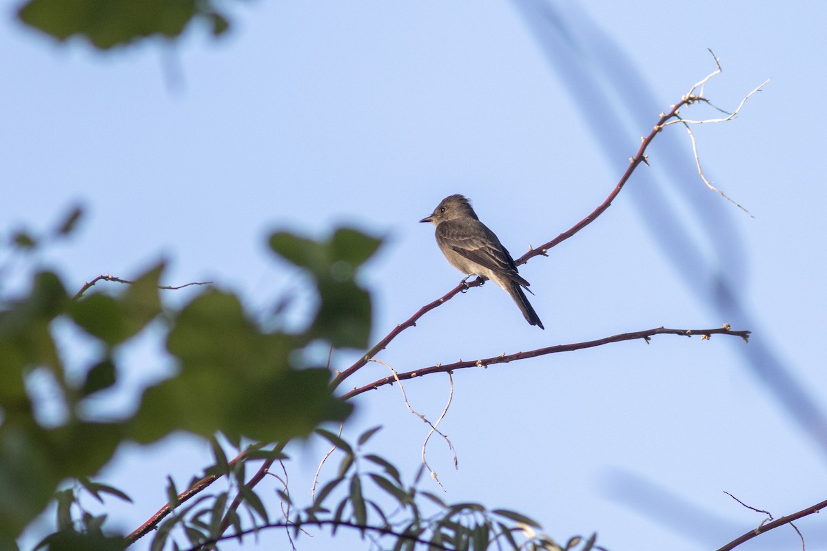 Blasskehl-Schnäppertyrann - ML641079976