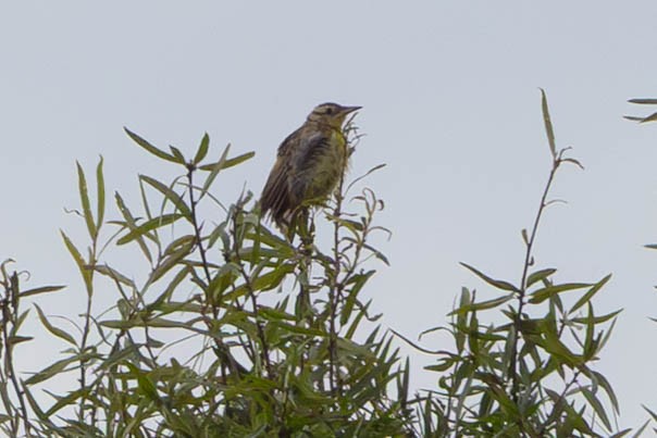 Eastern Meadowlark - ML641079980