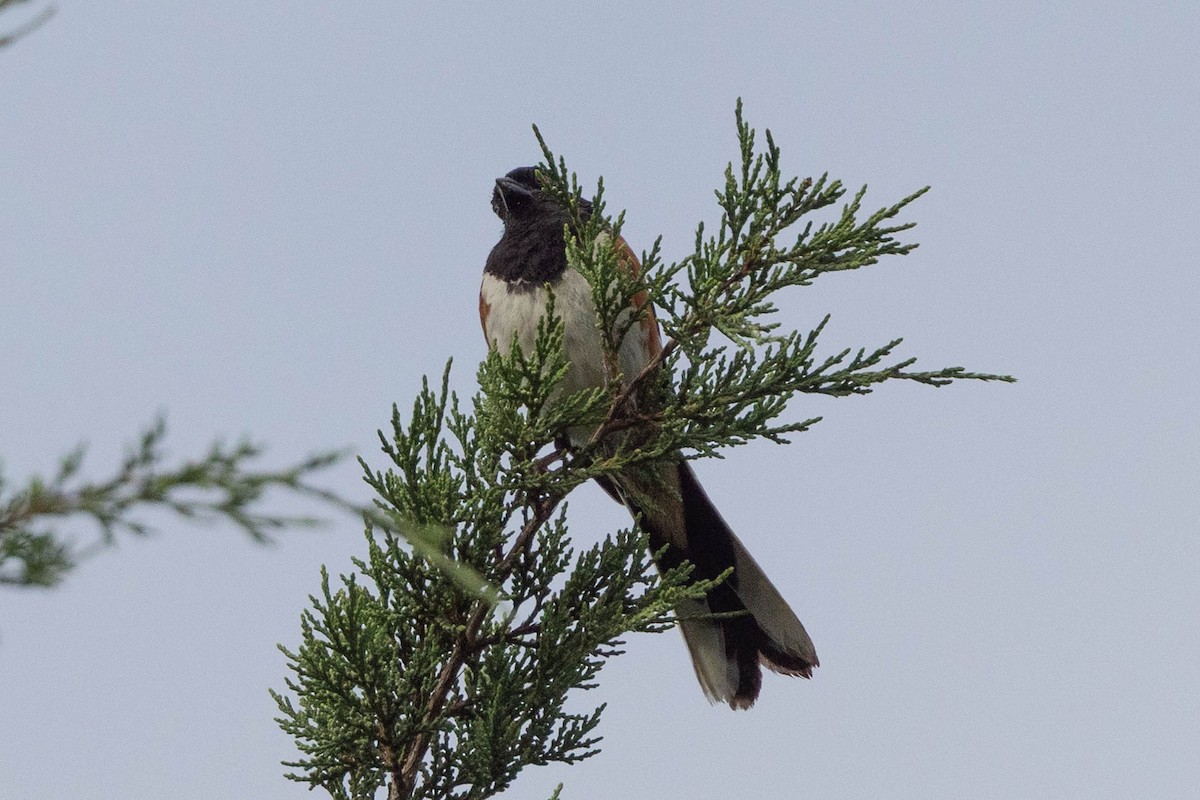 Eastern Towhee - ML641079986