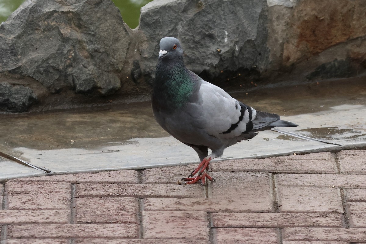 Rock Pigeon (Feral Pigeon) - ML641079990