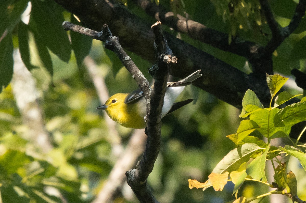 Yellow-throated Vireo - ML641079996