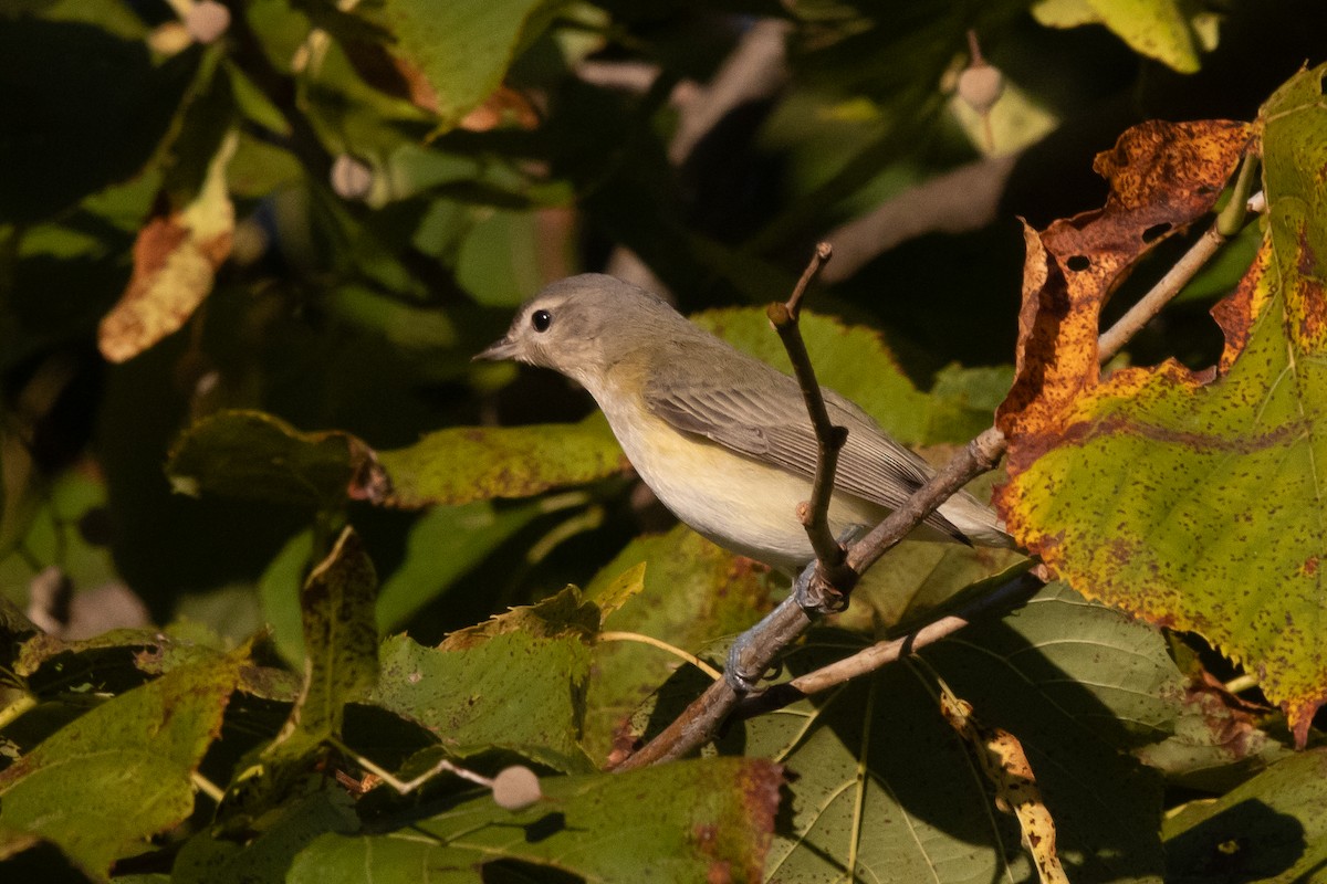 Warbling Vireo - ML641079999