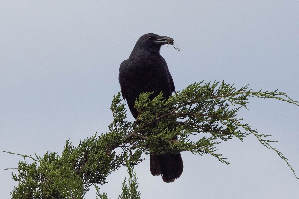 Fish Crow - ML641080001