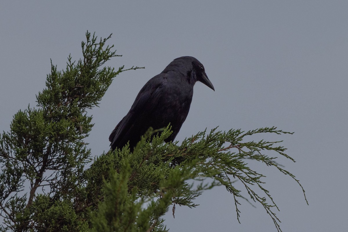 Fish Crow - ML641080002