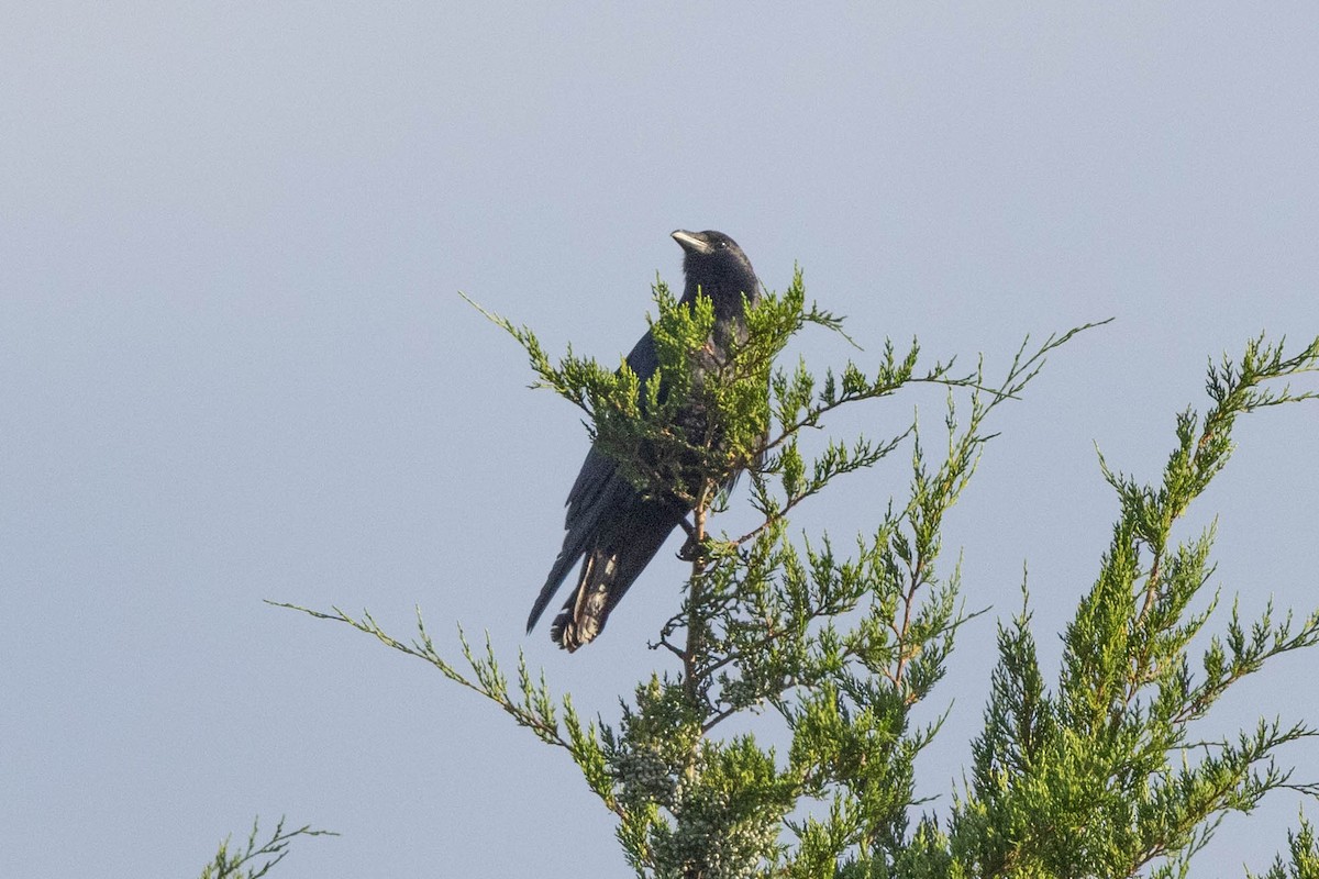 Fish Crow - ML641080004