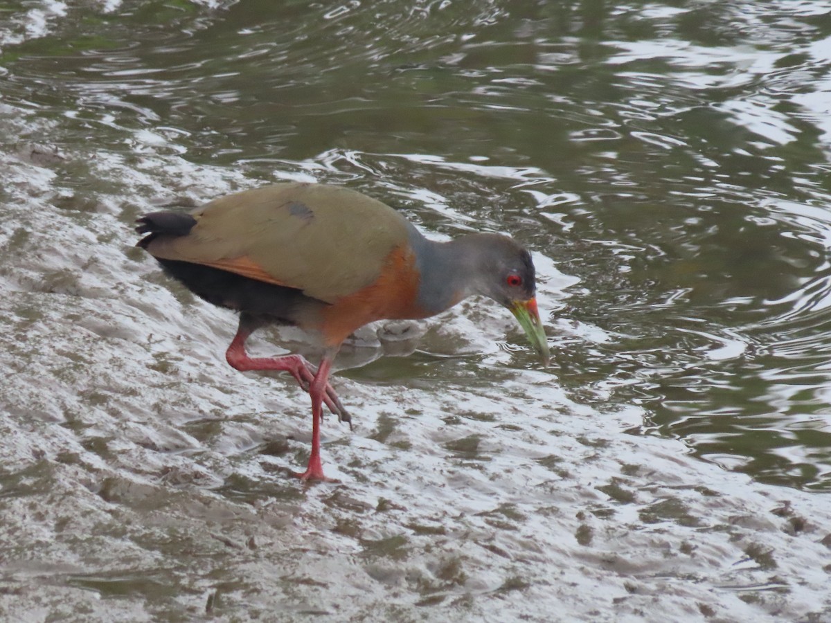 Little Wood-Rail - ML641080006