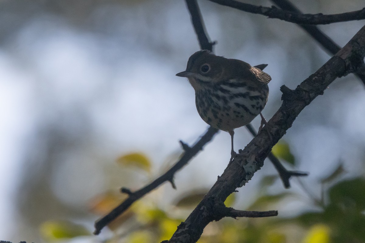 Ovenbird - ML641080012