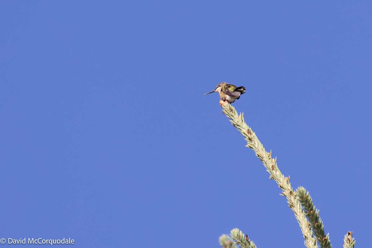 Ruby-throated Hummingbird - ML641080013