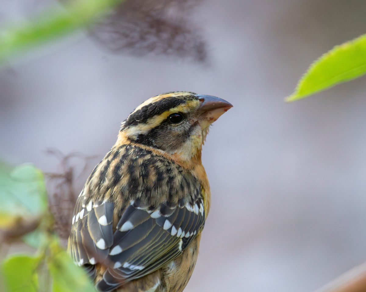 Black-headed Grosbeak - ML641080025