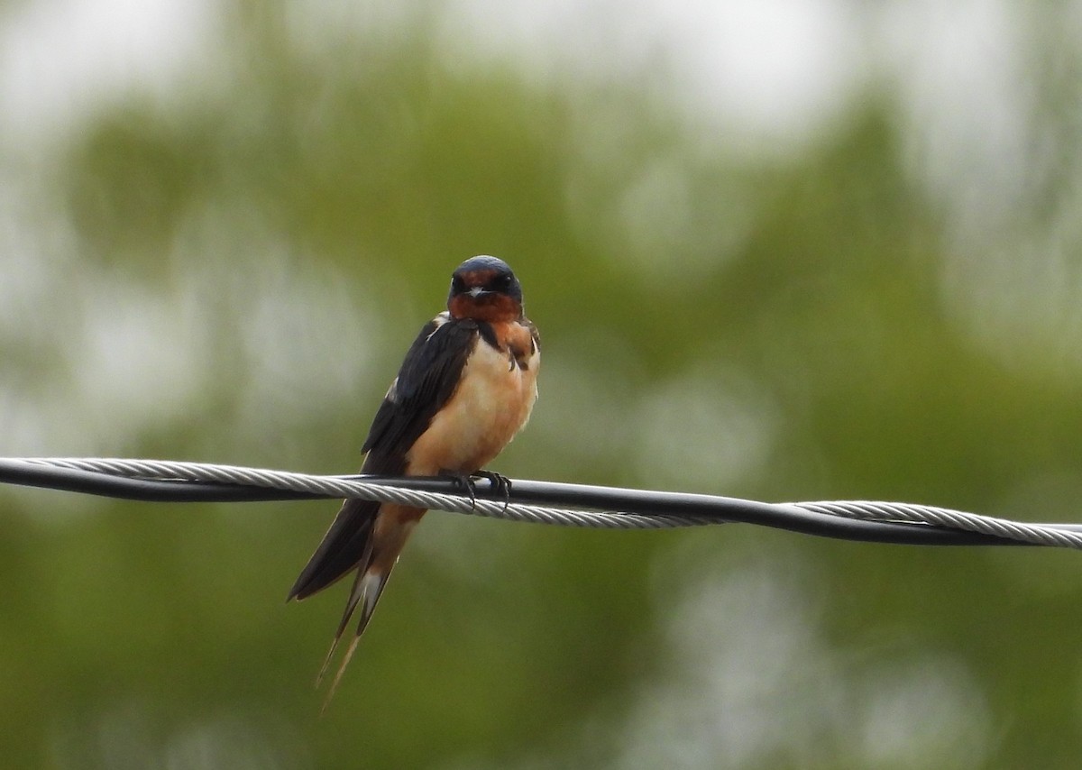 Barn Swallow - ML641080043
