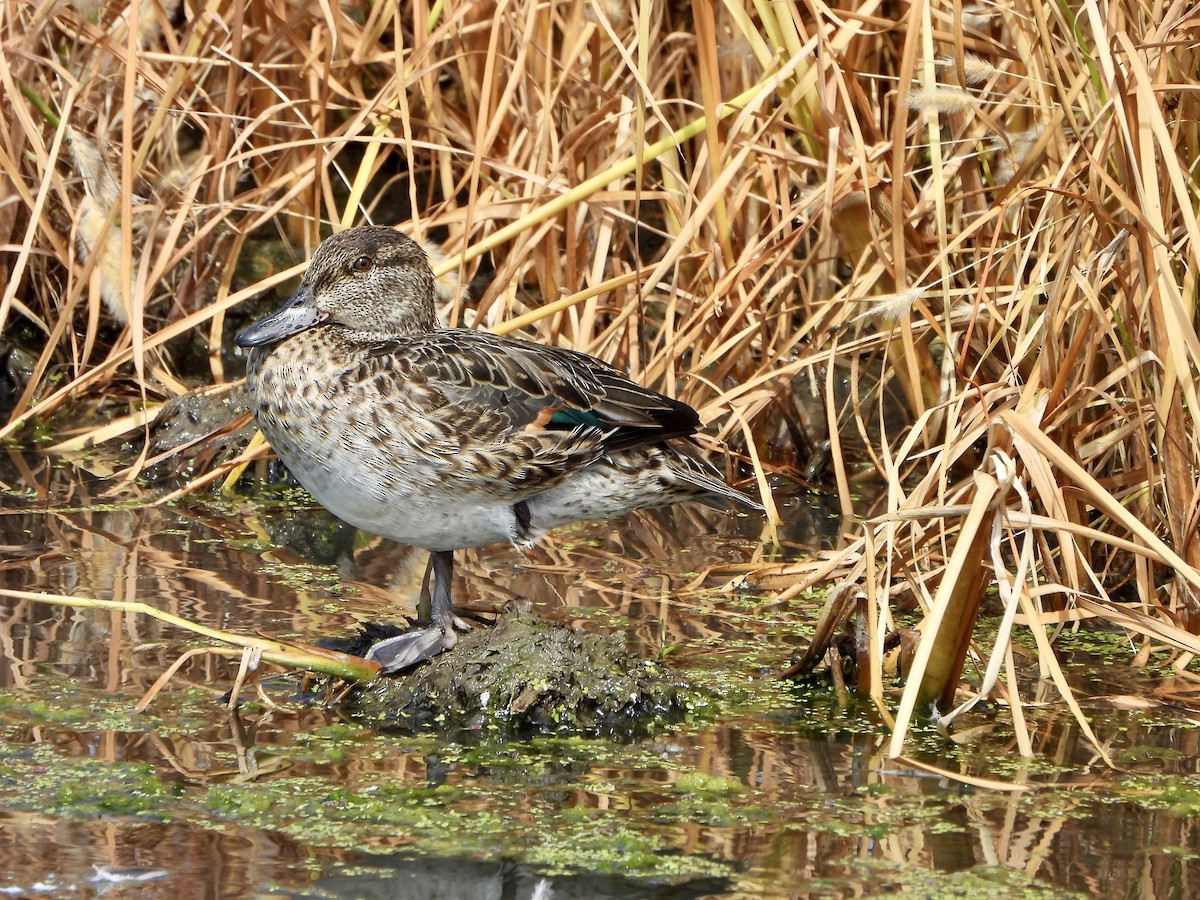 Green-winged Teal - ML641080047