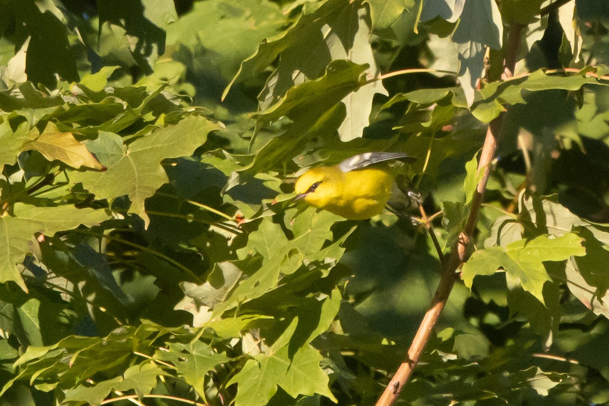 Blue-winged Warbler - ML641080048