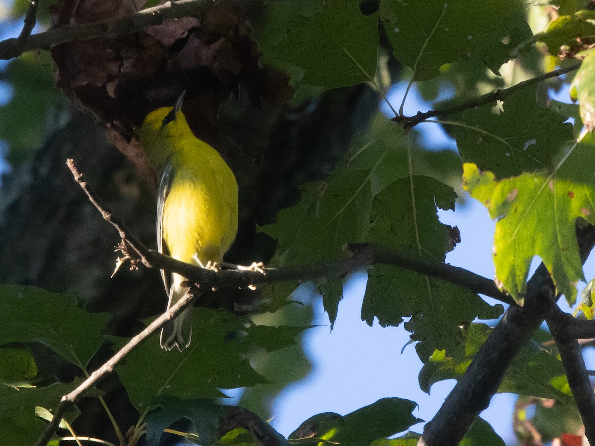 Blue-winged Warbler - ML641080049