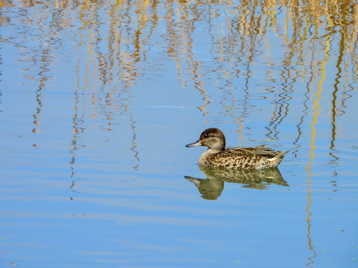 Green-winged Teal - ML641080050