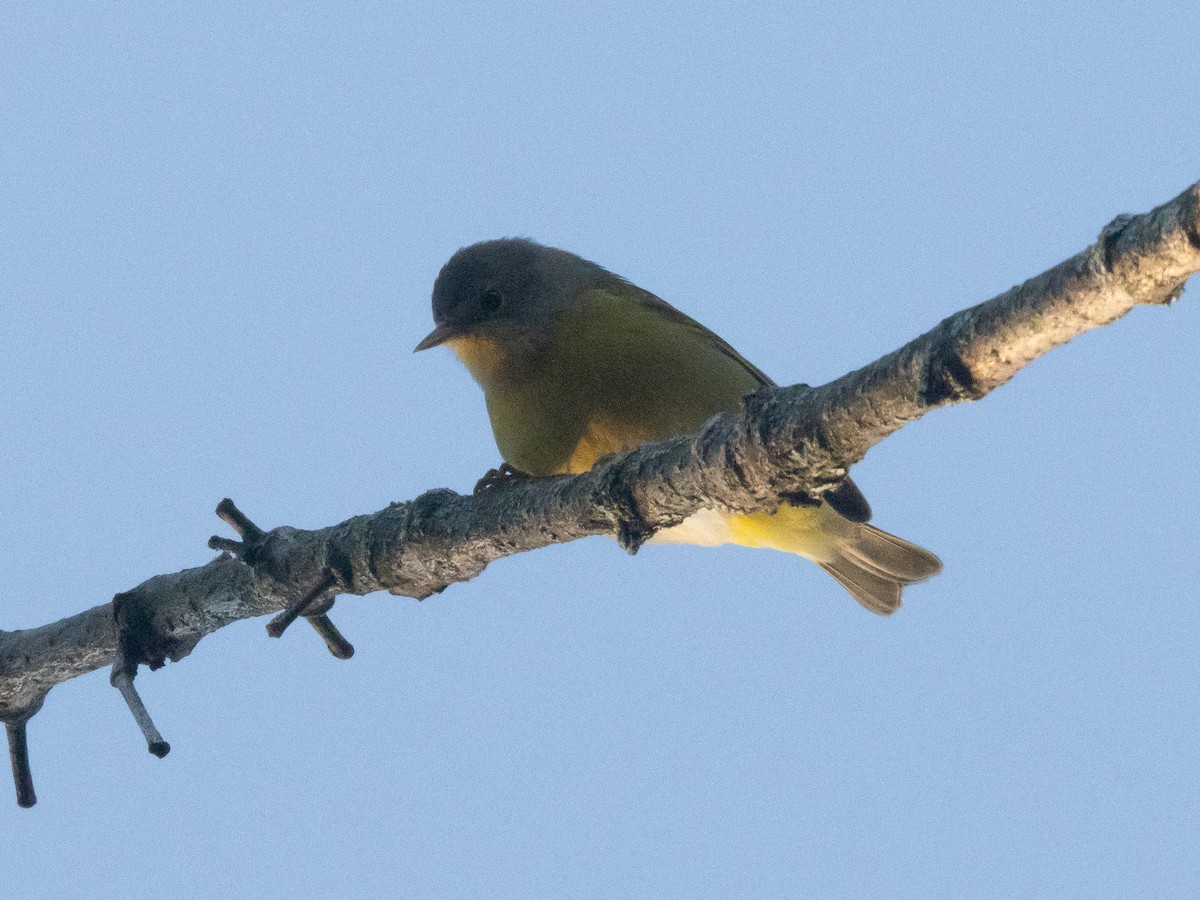 Nashville Warbler - ML641080055