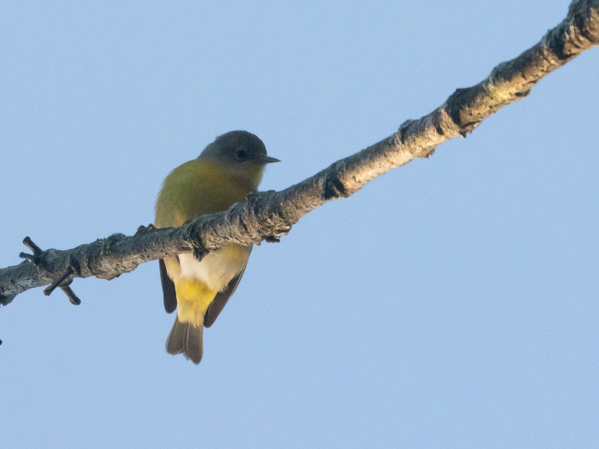 Nashville Warbler - ML641080056