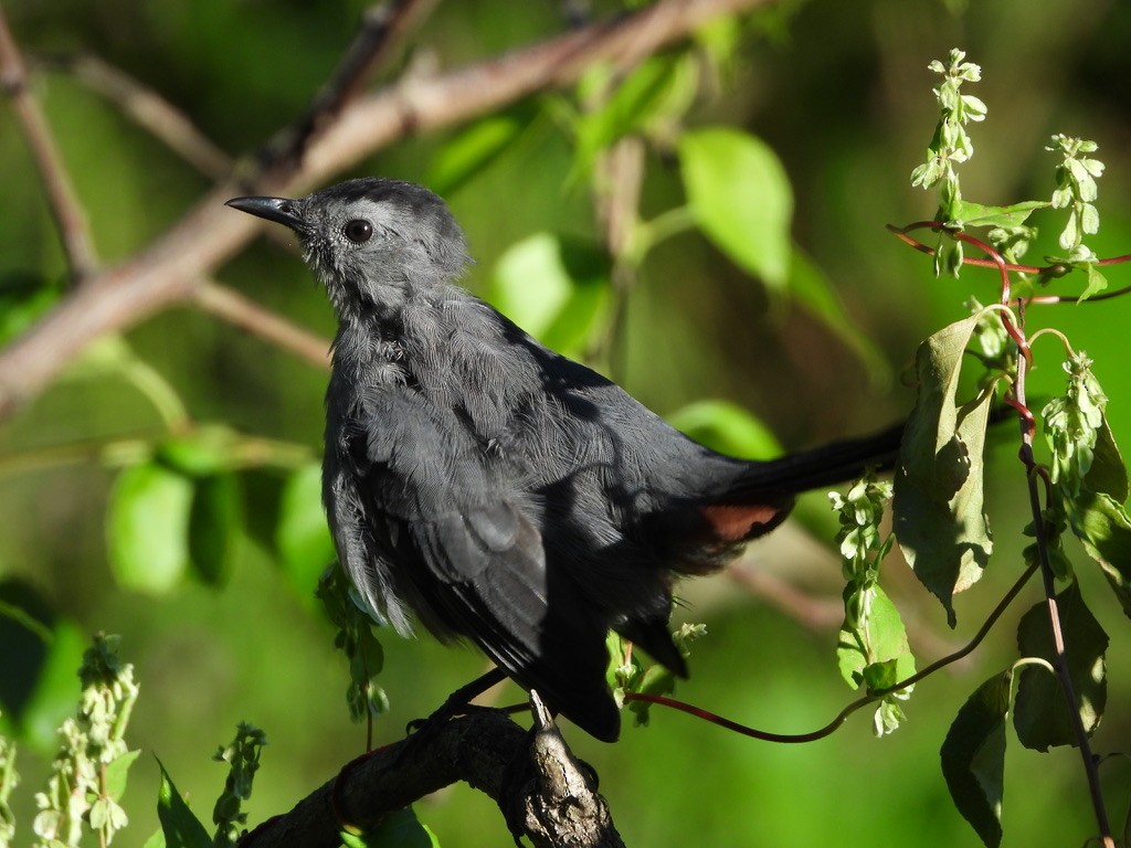Gray Catbird - ML641080062