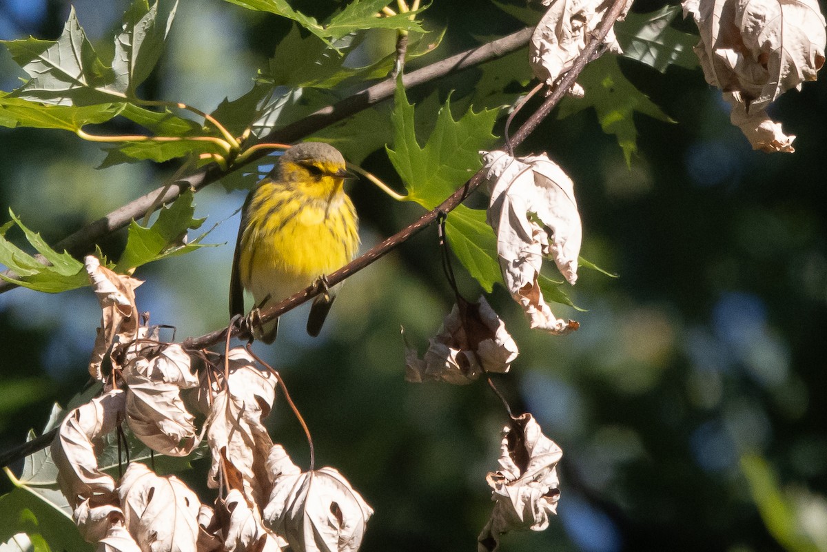 Cape May Warbler - ML641080064
