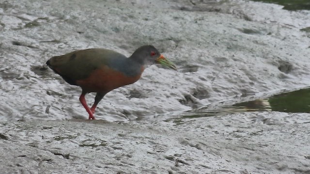 Little Wood-Rail - ML641080068