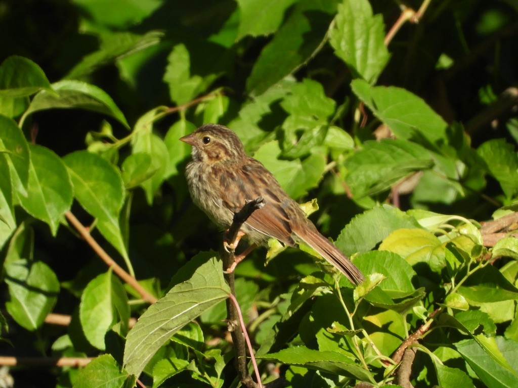 Song Sparrow - ML641080071