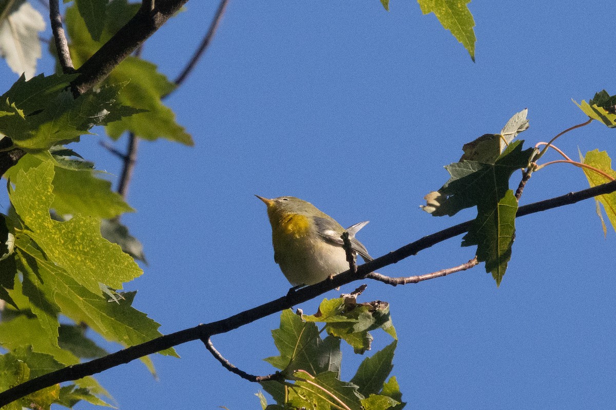 Northern Parula - ML641080074