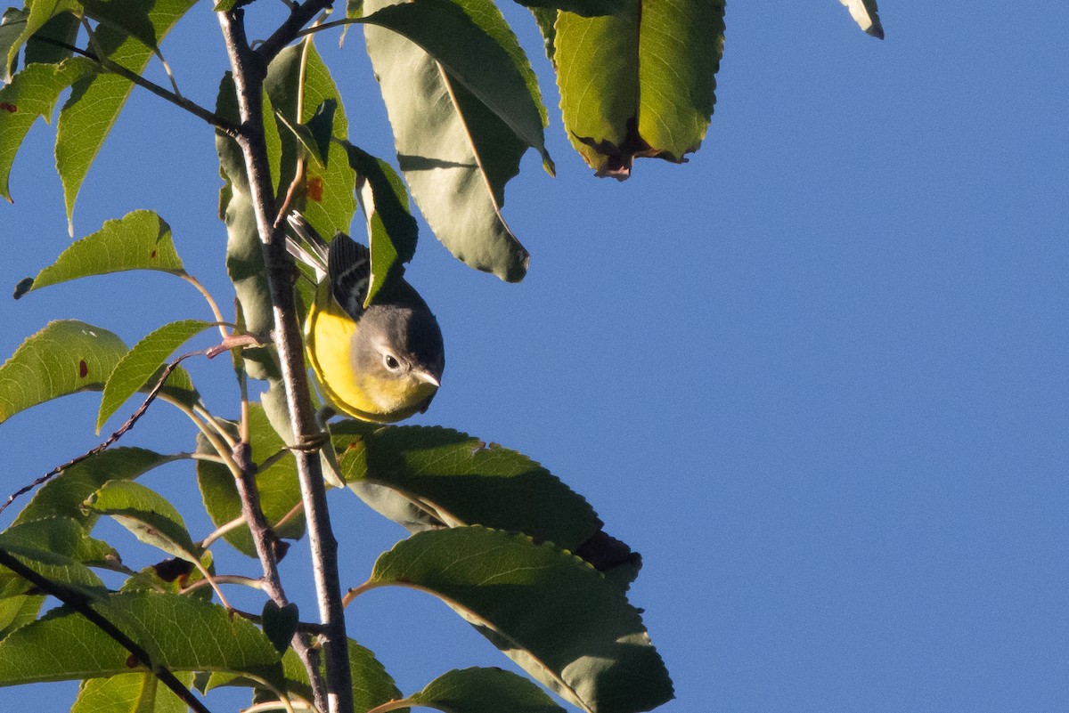 Magnolia Warbler - ML641080080