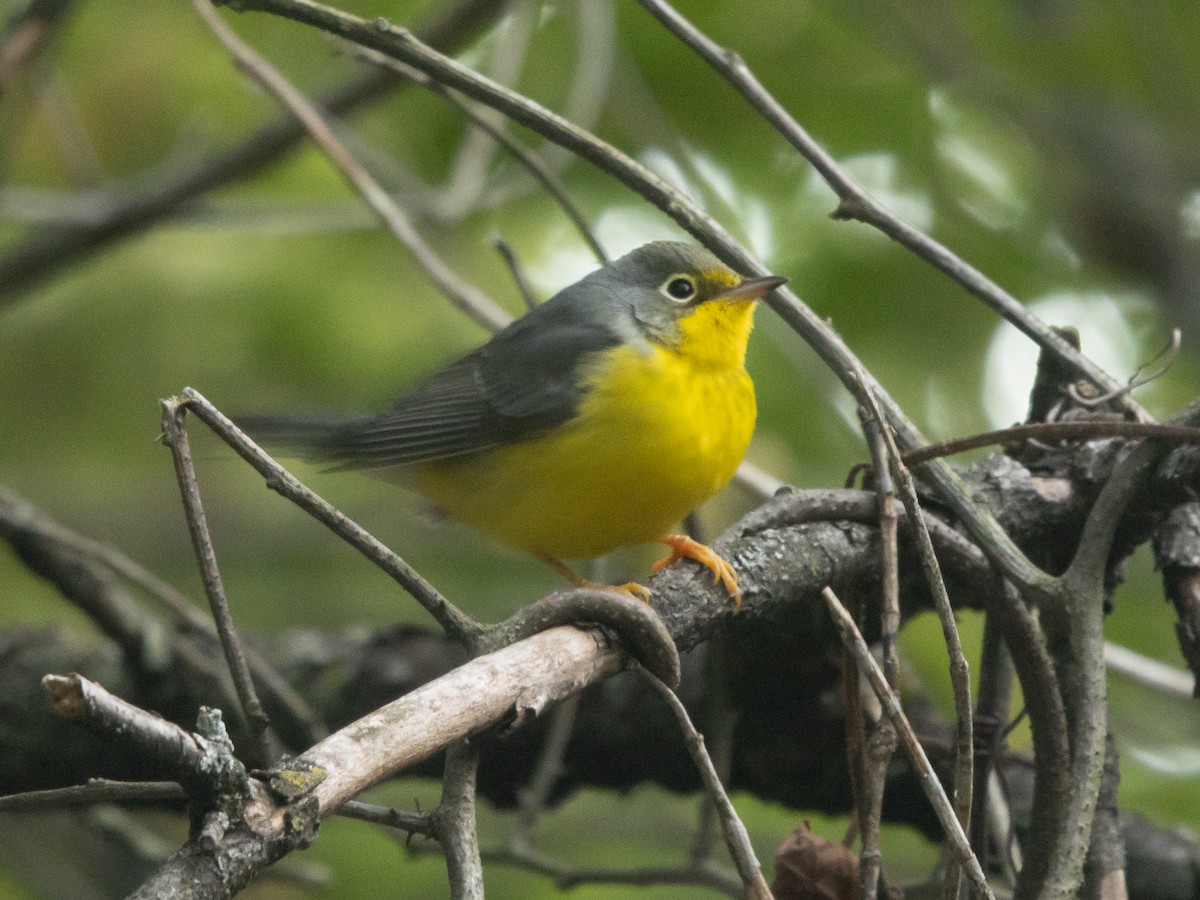 Canada Warbler - ML641080089